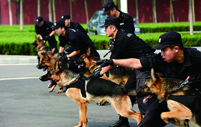 教官正在進行狼犬訓練